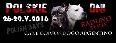 Polskie dni Cane Corso i Dogo Argentino