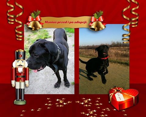 Maniuś Cane Corso