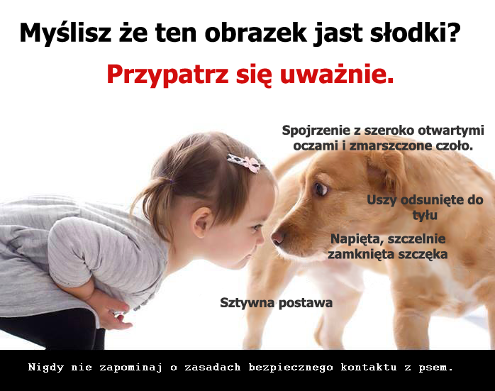 PIES TO NIE ZABAWKA!!!!!!