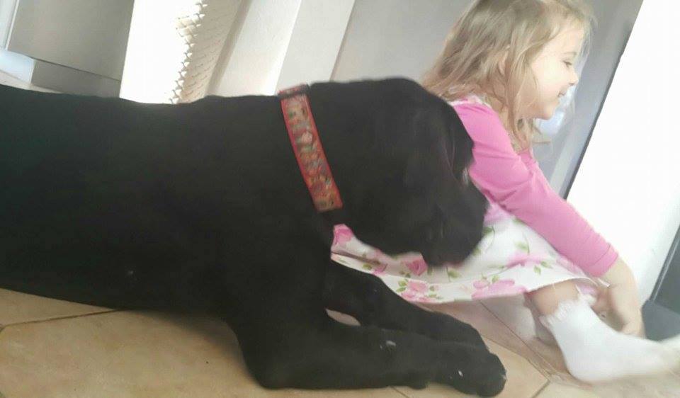 Maciek/Maciejka Cane Corso w swojej nowej rodzinie