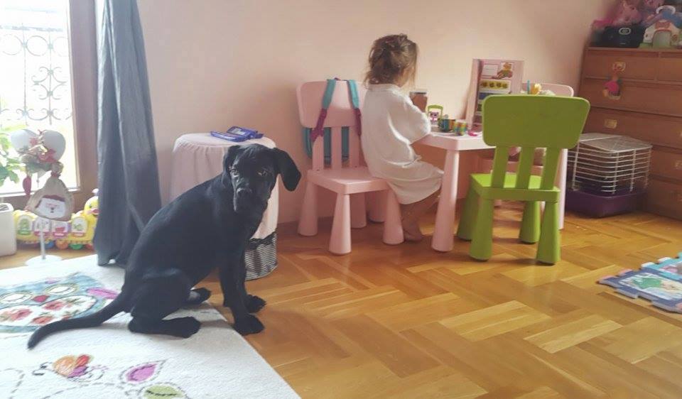 Maciejka Cane Corso w nowym domu