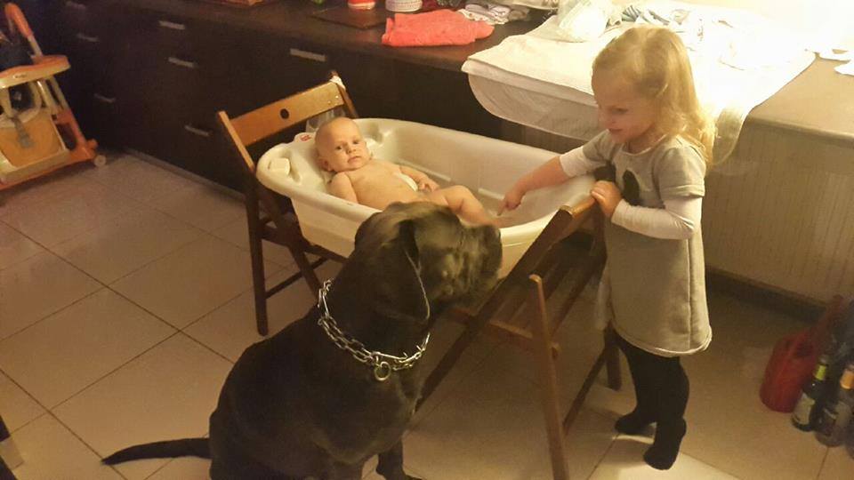 Bonita Cane Corso i jej rodzina