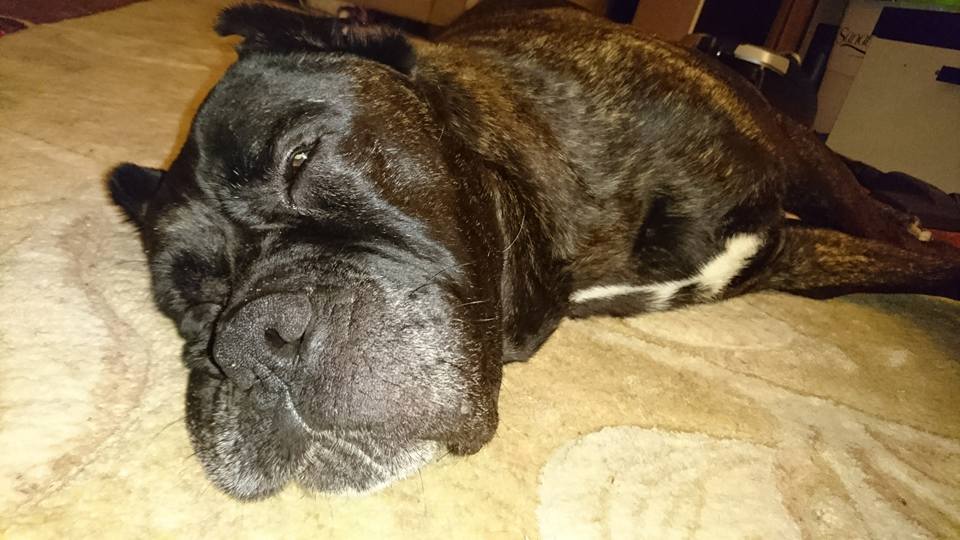 Pozdrowienia od Sary Cane Corso