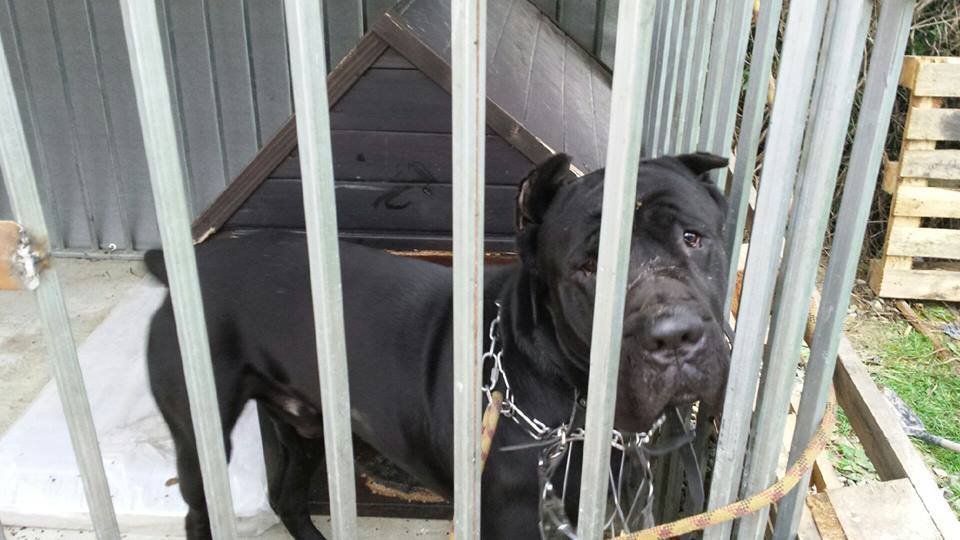 Diego Cane Corso - trzymajcie kciuki 
