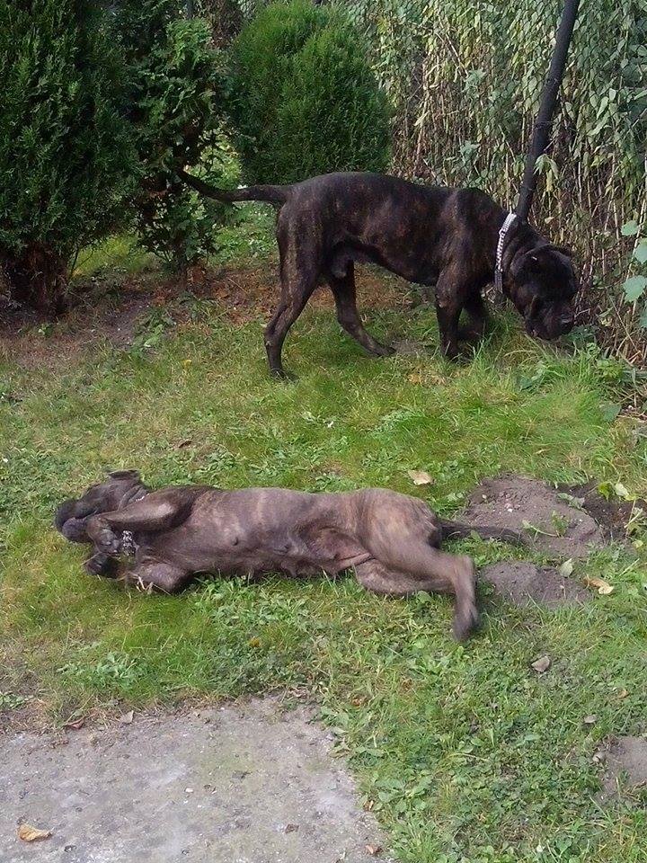 Spartan i Prada już w nowym domu!!!