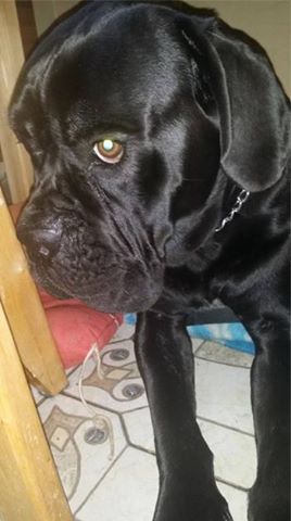 kto może zrobić wizytę przedadopcyjną dla Alberta w Pysznicy 37-403??