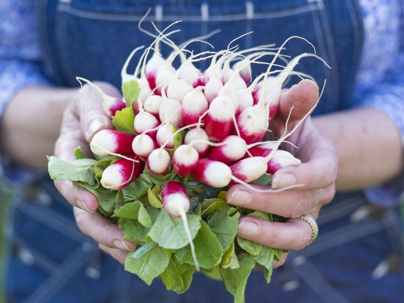 Rośliny w naszym ogrodzie zagrożeniem dla nszych zwierzaków?