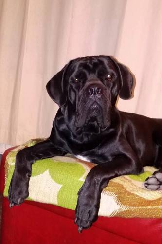 Albert - nasz nowy podopieczny szuka domu