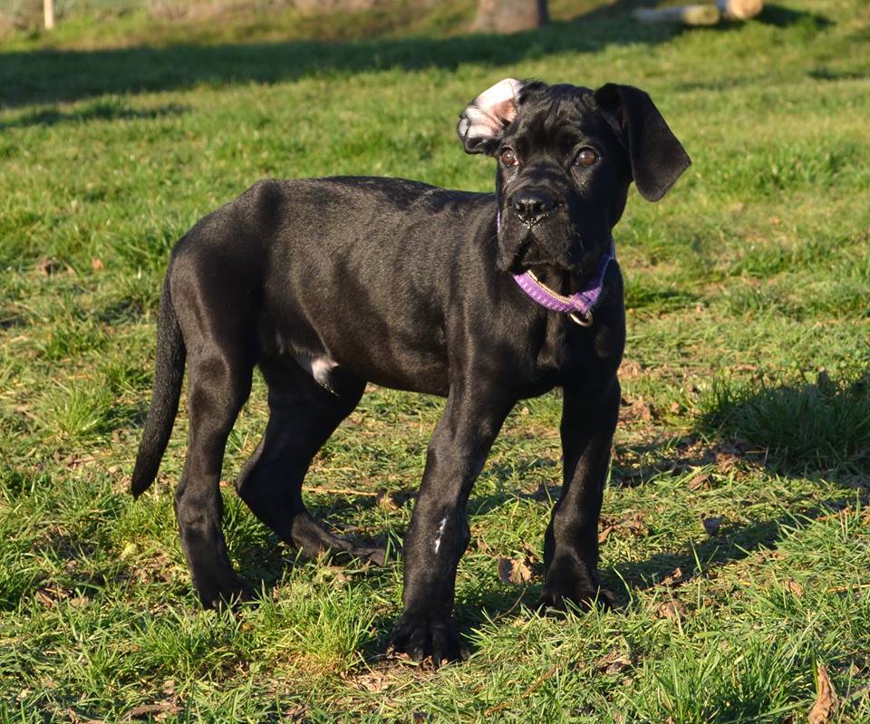 wysyp CC - potrzebna pomoc