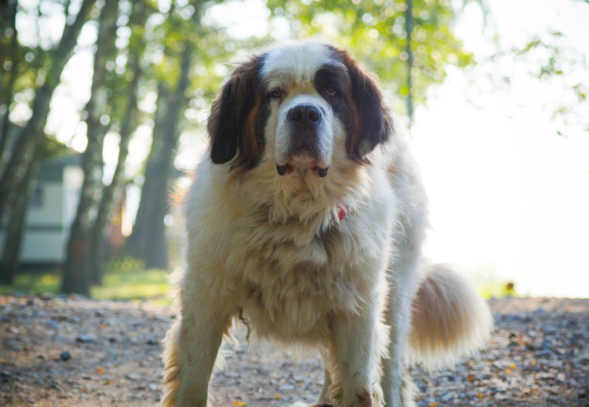 co prawda to nie CC, ale może ktoś z Was ją pokocha.......