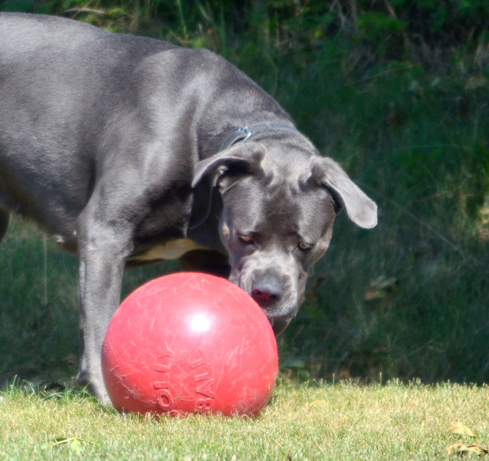 Witamy na pokładzie Kamę, 2,5 letnią wspaniałą sunię