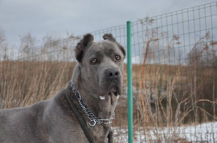BARON ZAKOPIAŃSKI OTOZ PROSI WŁAŚCICIELI PRAWNYCH O KONTAKT W CELU PODJĘCIA ROZMÓW W SPRAWIE PSA 