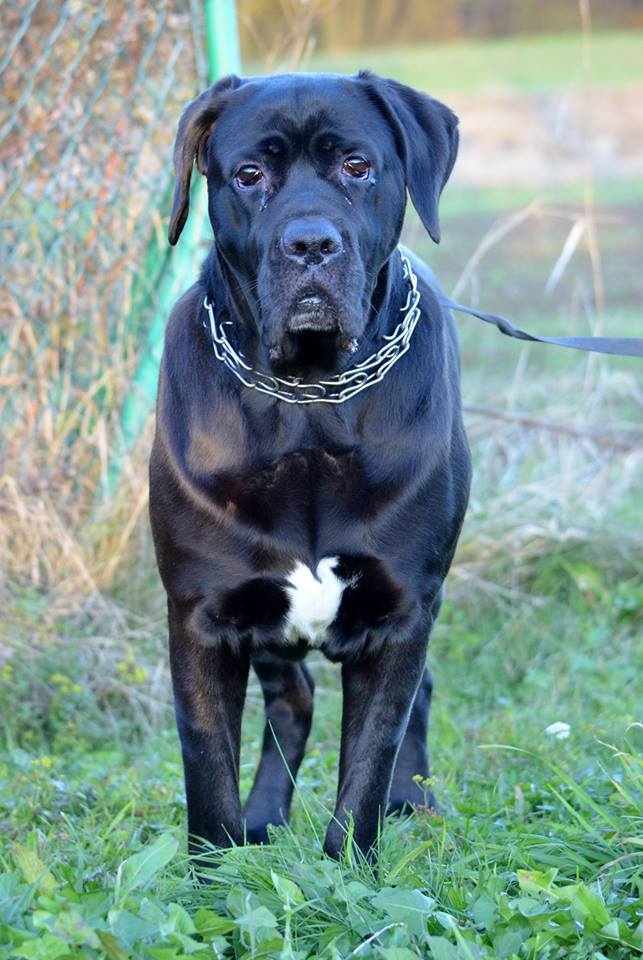 KOSIA CANE CORSO za tęczowym mostem