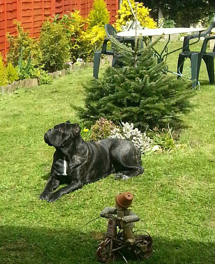 Nera - potrzebna wizyta PA w miejscowości Wieszowa 42-672