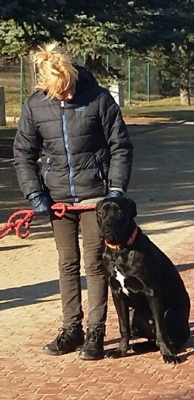 Arsen Cane Corso - pierwsze szkolenie