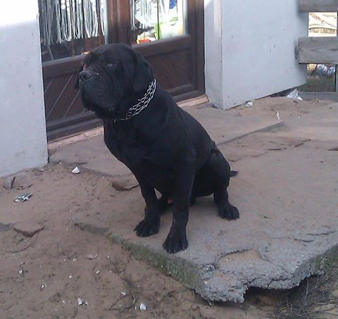 ARES CANE CORSO - za tęczowym mostem