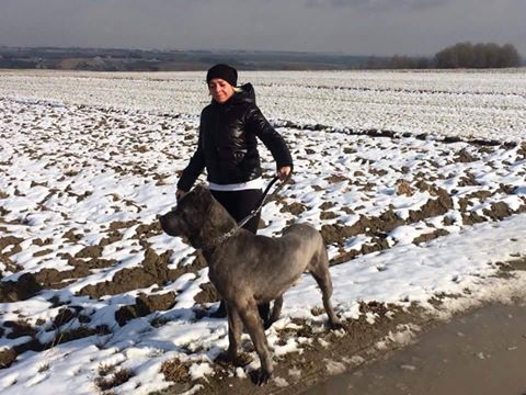 Beron Cane Corso wraca do rodziny