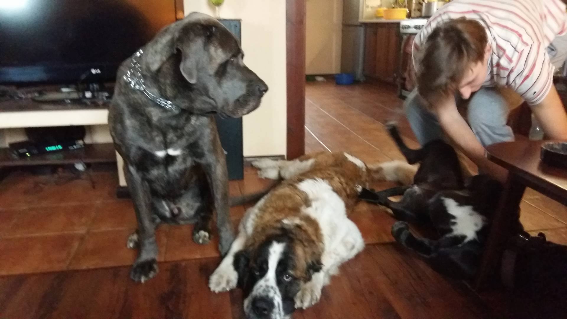 Bacuś - adoptowany wirtualnie/Joanna Brzoska 