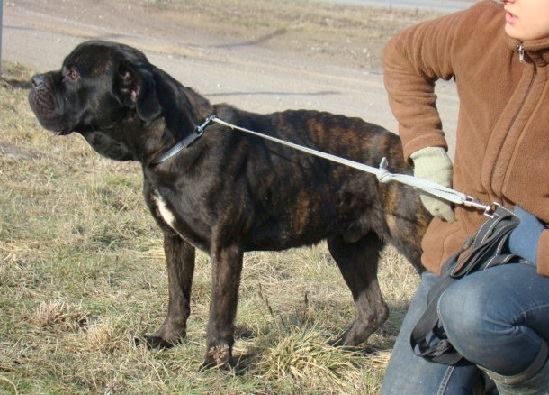 Corsiak ze schroniska w Nowinach już na naszym pokładzie