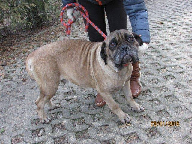 Sunia ze schroniska w Radomiu