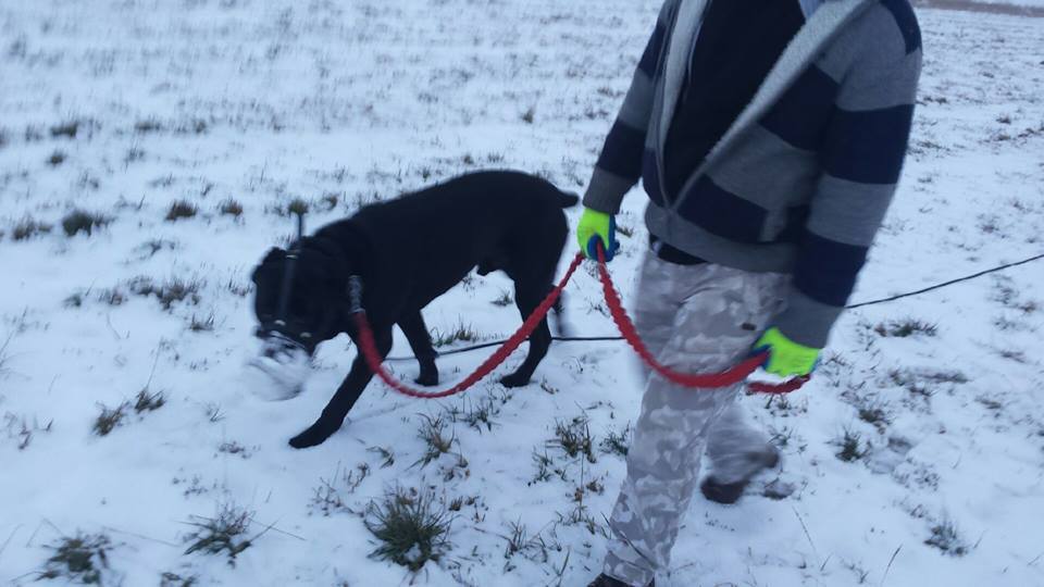 Diego Cane Corso i jego postępy