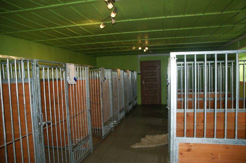  Apel o pomoc budowy Cane Corso staruszkowa.