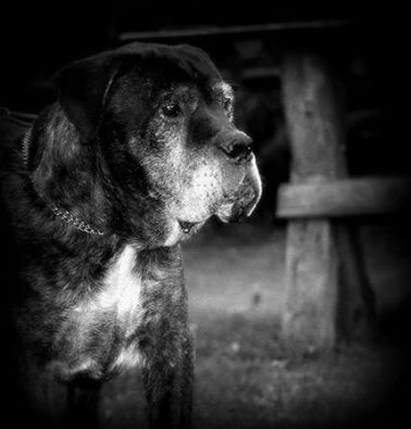 Czedor biega za tęczowym mostem