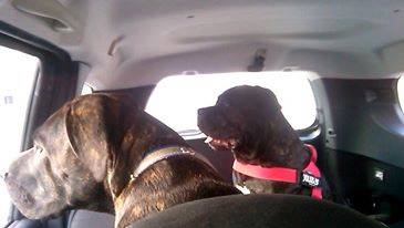 Bella jedzie do domu!!!