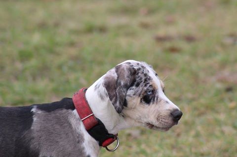 Głusia - cudna sunia do adopcji