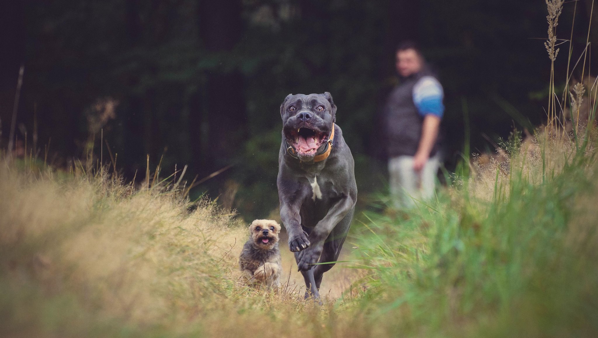 Jak wprowadzić nowego psa do istniejącego stada