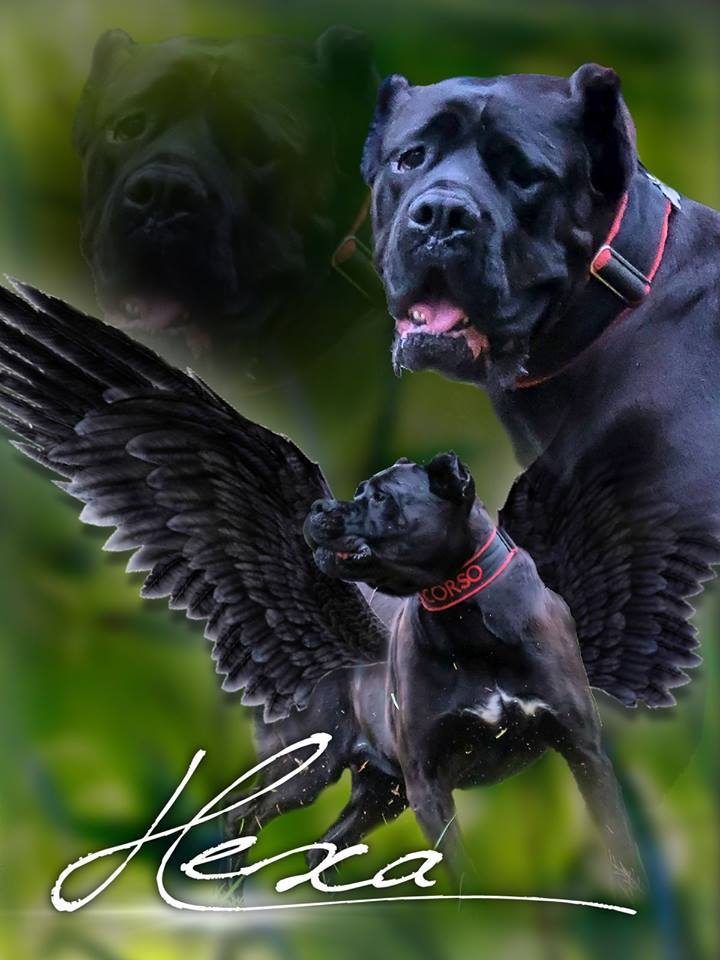 Hexa - nasz Czarny Anioł