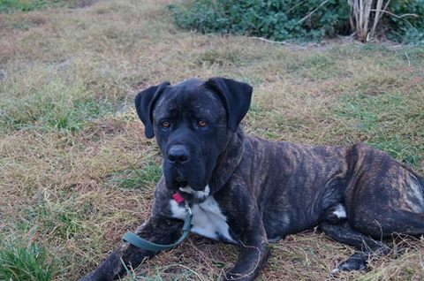 Ponieważ właściciela ani widu ani słychu mimo wywiadu środowiskowego i ogłoszenia w prasie chłopak zostaje przeznaczony do adopcji.