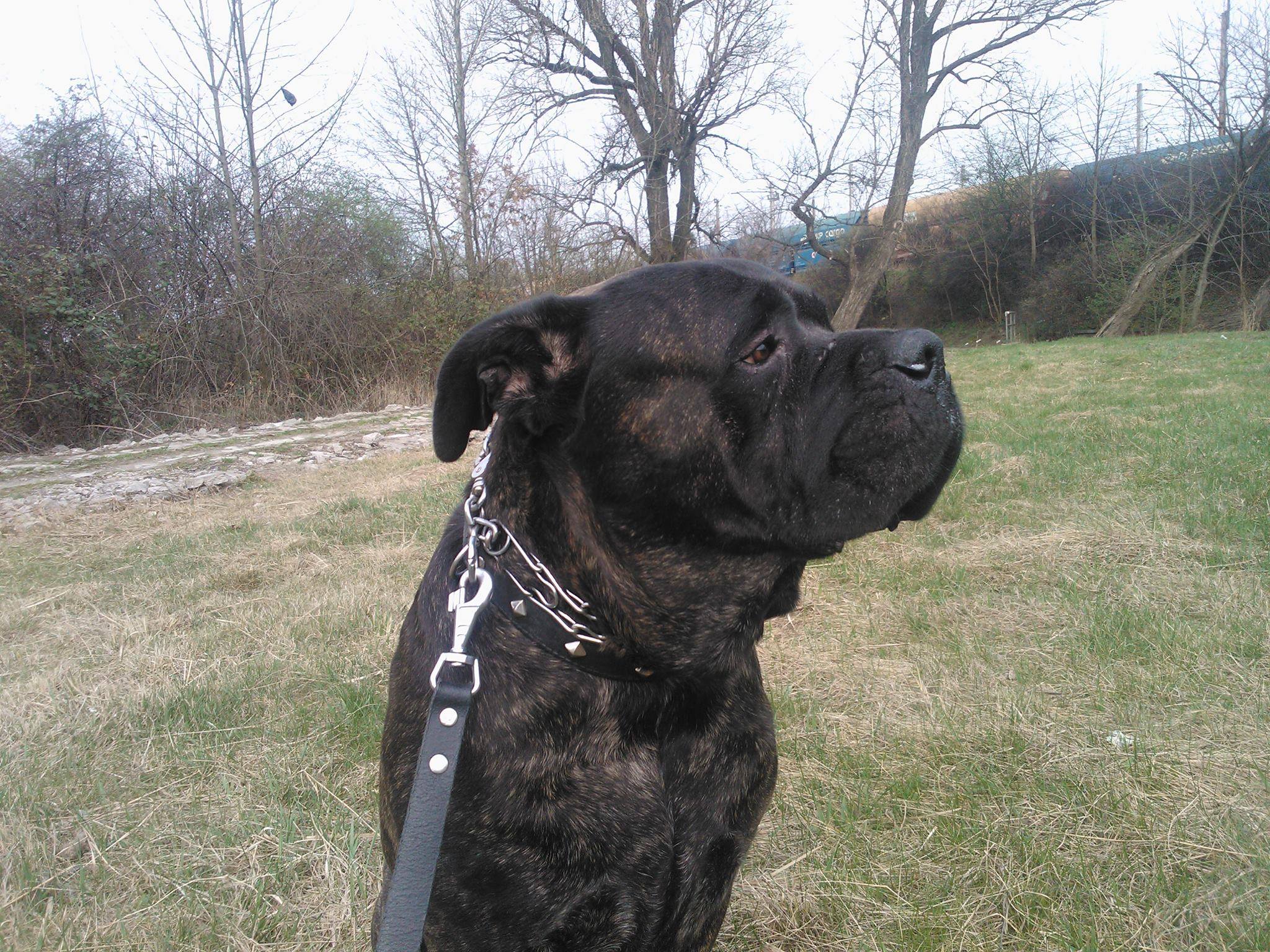 Gandalf - do adopcji - ogłoszenie grzecznościowe