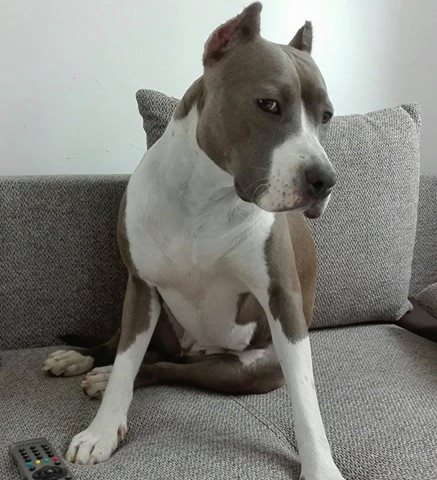 Luna - szukamy dla niej nowego domu