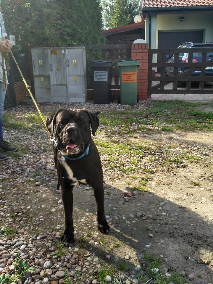 Właściciel Charliego odnaleziony