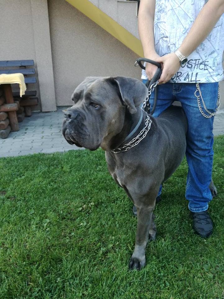 Ozzy do adopcji Ogłoszenie grzecznościowe