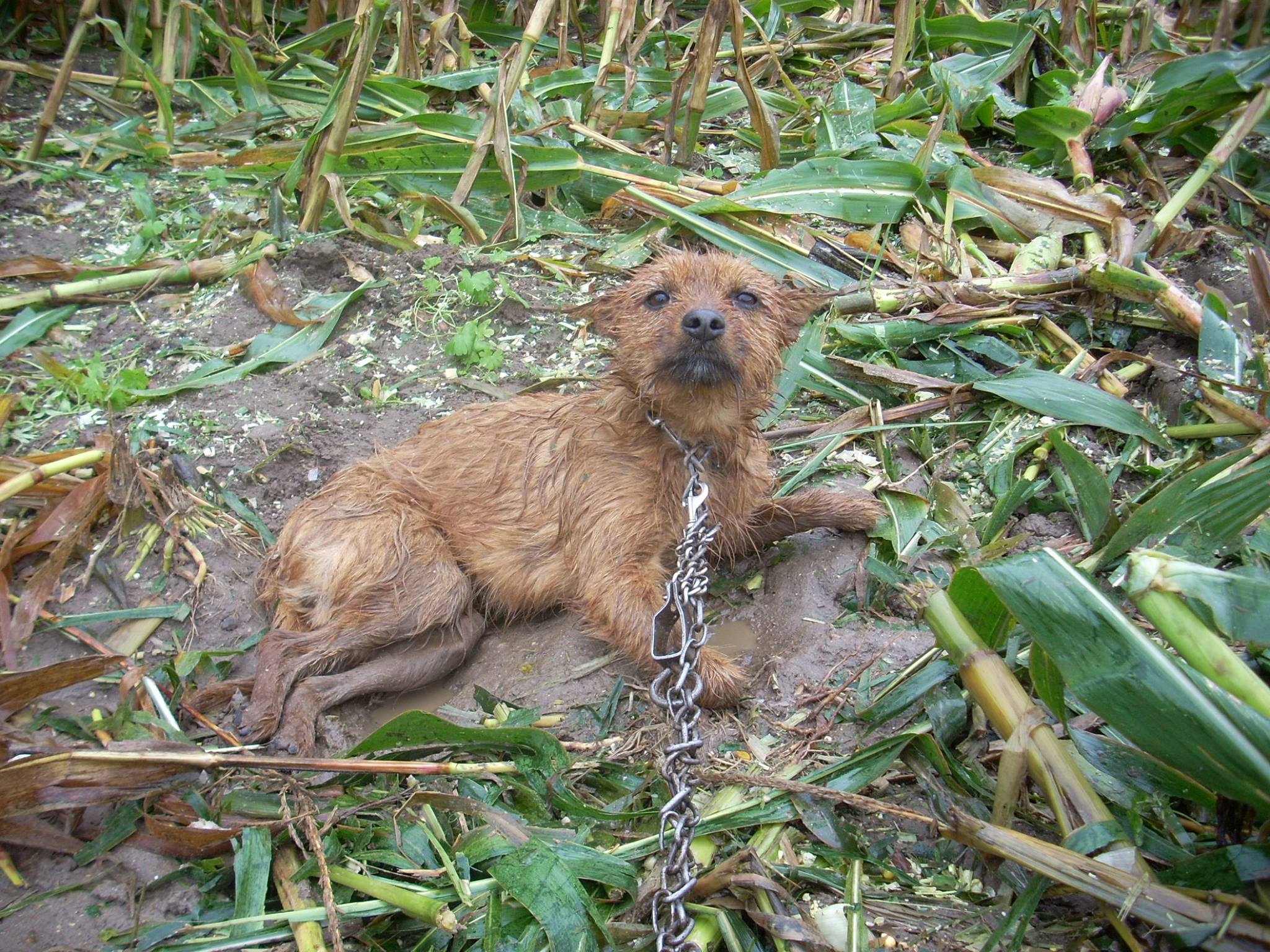 STOP PRZEMOCY ! REAGUJCIE WIDZĄC KRZYWDĘ ZWIERZĄT !