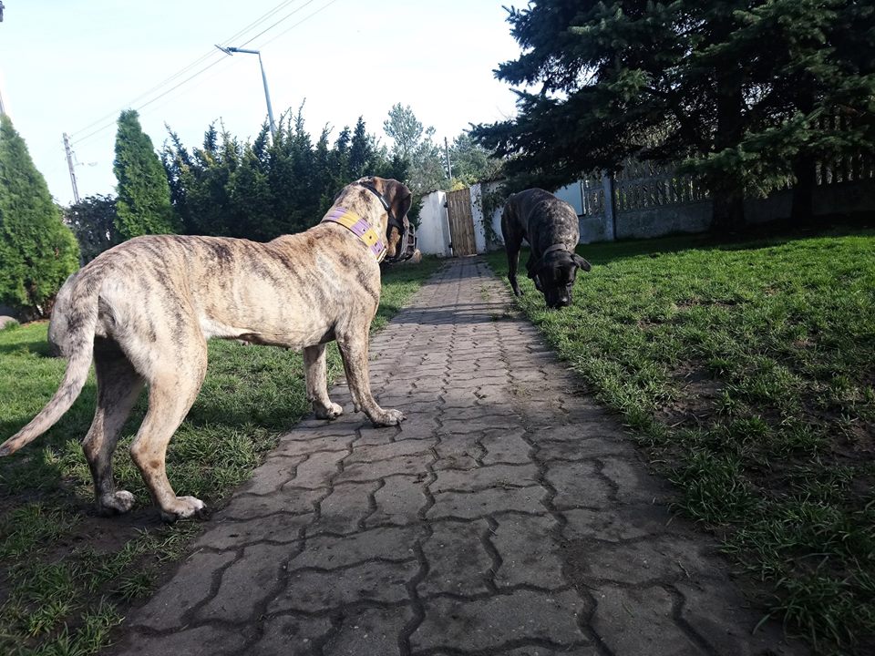 Spotkanie na szczycie  :)  Dwa nasze piesy, którym szukamy cudownych domków spotkały się w Psim domku :  Didi i Kejs <3 