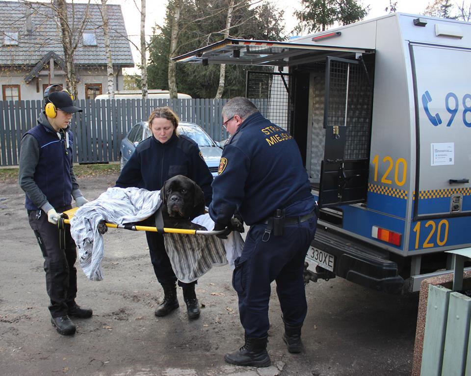 Edit: Moc facebooka jest wielka :) Psa poszukiwano od piątku. Właściciel poinformowany ! Pies wróci do domu. -------------------------------UWAGA: ŁÓDŹ - ul.RUDZKA/PRZYJEMNA !!!      ŁÓDŹ- poszukiwany właściciel psa !!!!!!!!!!!  