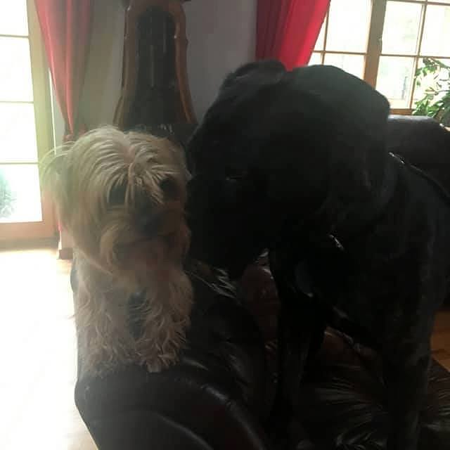 W te szare i bure dni takie informacje wywołują uśmiech na naszych twarzach i motywują do dalszej pracy :) Adoptowana  Chanellka i jej mały przyjaciel.