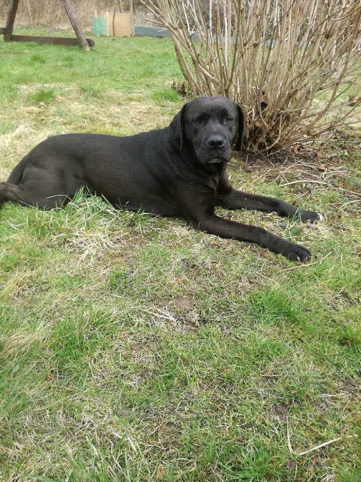 Pozdrowienia od adopciaka Nikoli 