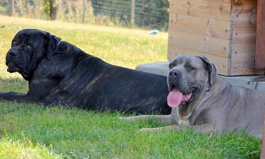 Poznajcie Dragę i Loca