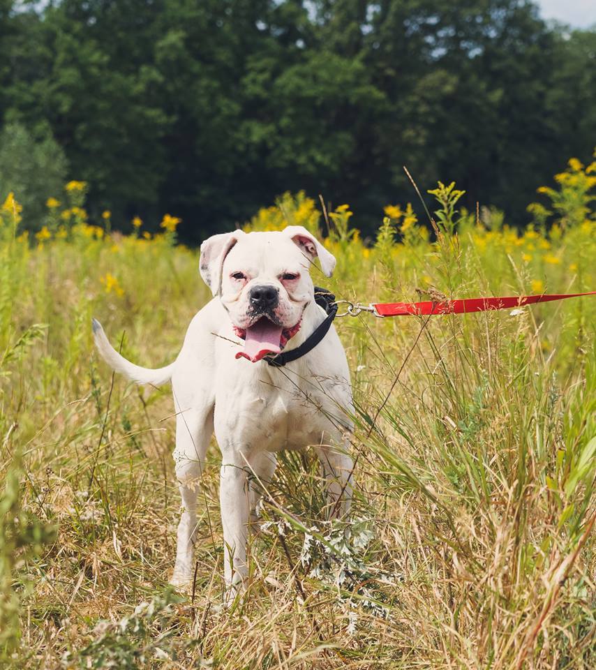 Taki cudny boksiołek w zaprzyjaźnionej Organizacji czeka na swojego człowieka <3