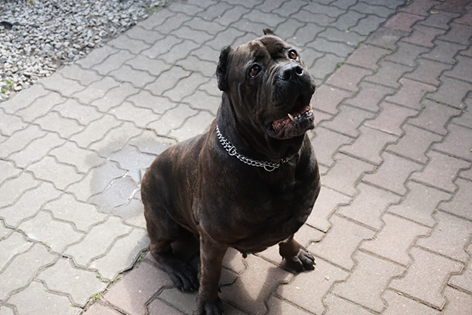 Abi adoptowana w dniu 2017-06-04 oficjalnie zamieszkała we Wrocławiu