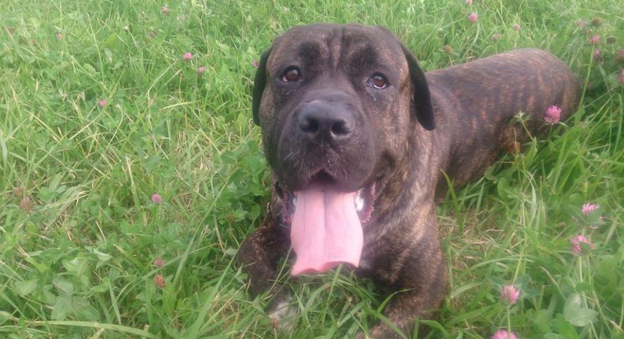 Zaginął Leo! Kto widział ! 