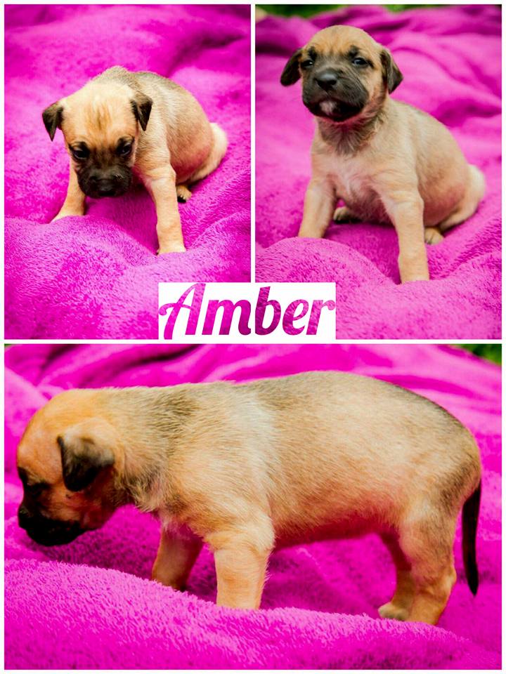 Takie maluszki czekają na adopcję. Informacje kontaktowe na Jamhudy FC