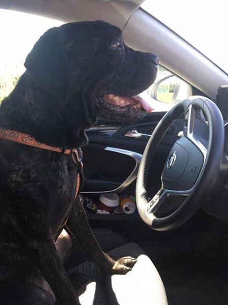 Hollcia pod czujnym okiem swego Pancia robi kurs na prawko 