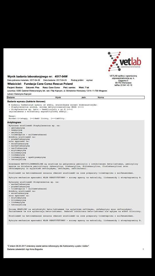 Są już wyniki badań Bostonka