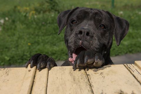 Szukamy kogoś kochanego kto przewiezie z Jeleniej Góry pod Kraków Misiunię