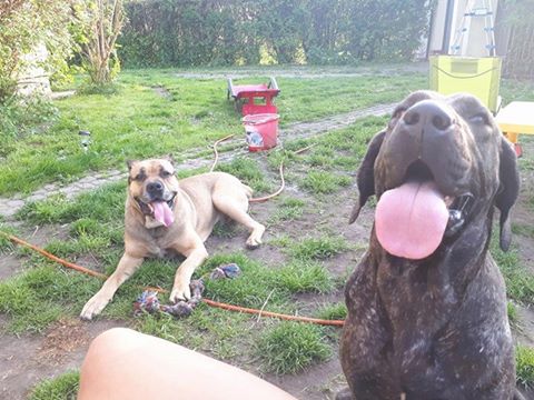 Pozdrowienia przesyła Zeus ..i jego siostra domowa 